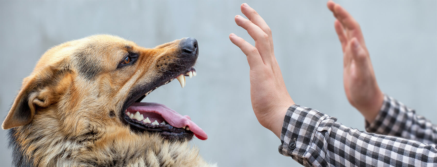 Responsabilidad del propietario del perro