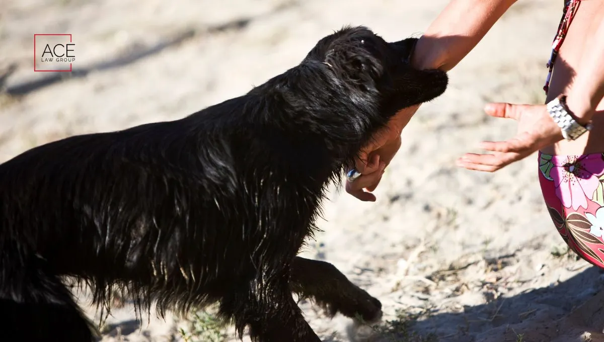 Dog biting the hand of a person on the beach
